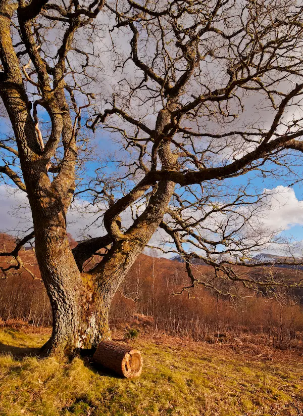 Large mature tree in a residential garden